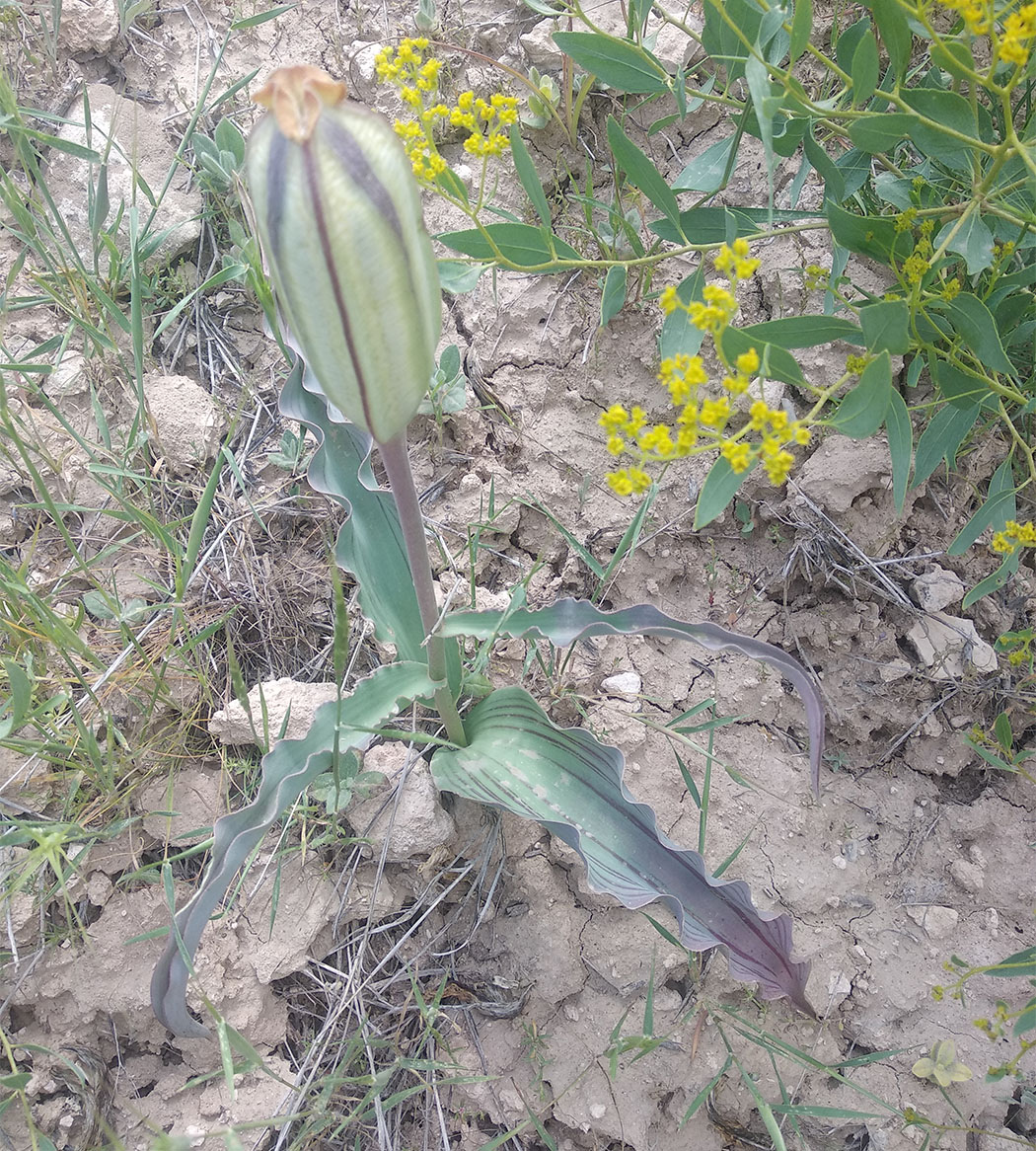 Изображение особи Tulipa micheliana.