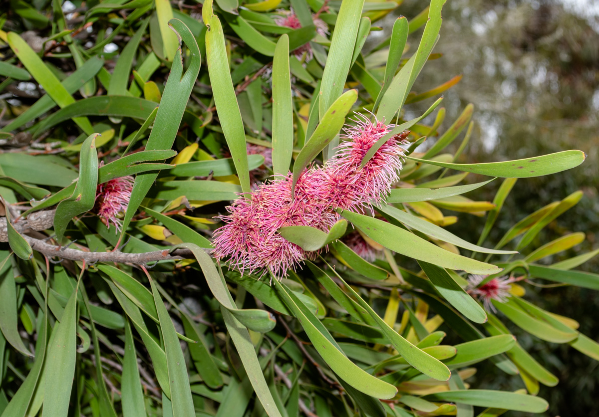 Image of Hakea multilineata specimen.