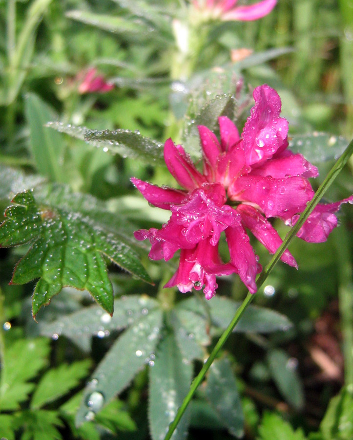 Image of Trifolium lupinaster specimen.