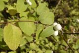 Symphoricarpos variety laevigatus