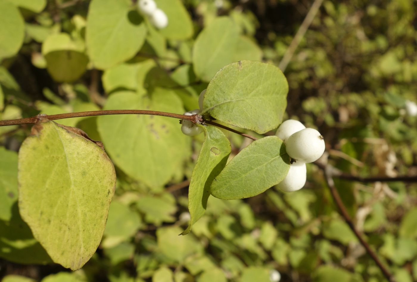 Image of Symphoricarpos albus var. laevigatus specimen.