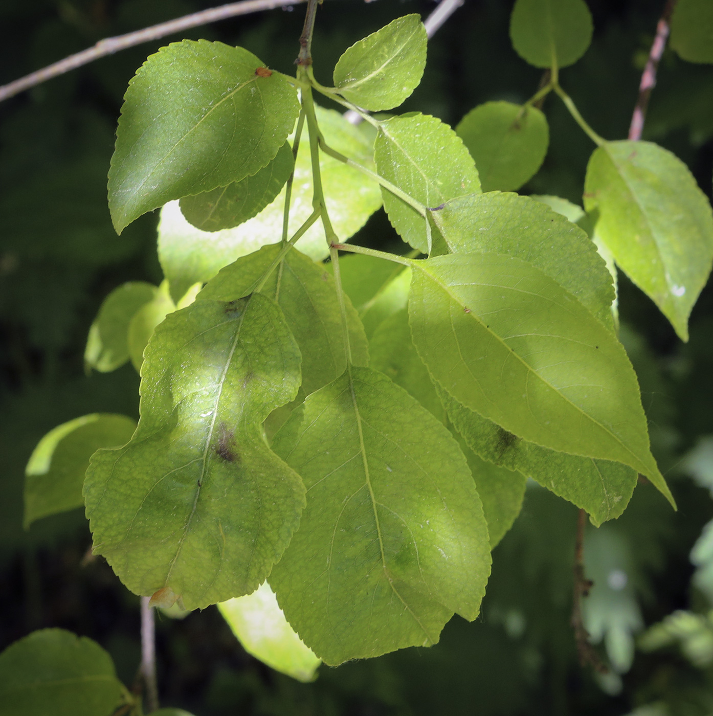 Изображение особи Malus baccata.