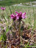 Pedicularis nasuta. Цветущее растение. Магаданская обл., окр. г. Магадан, п-ов Старицкого, горная тундра, заболоченный участок. 07.07.2018.