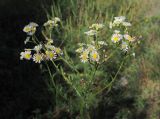 Erigeron annuus. Общее соцветие с частными соцветиями-корзинками. Краснодарский край, окр. г. Сочи, подъём к Орлиным скалам, опушка леса, обочина дороги. 09.09.2022.