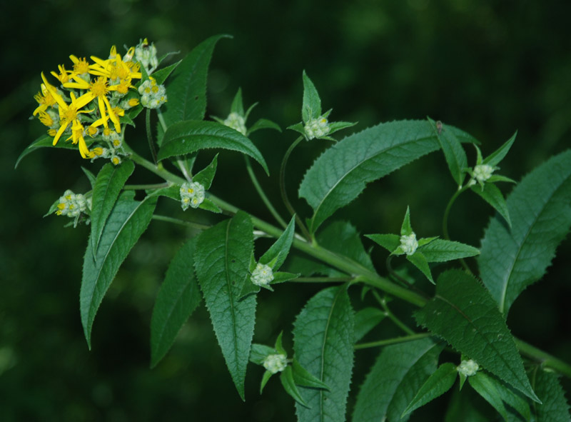 Изображение особи Senecio nemorensis.