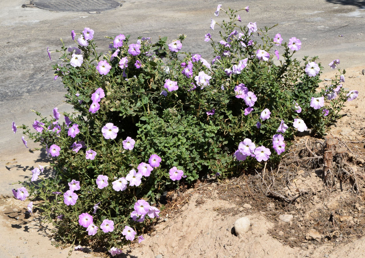 Изображение особи Petunia × atkinsiana.