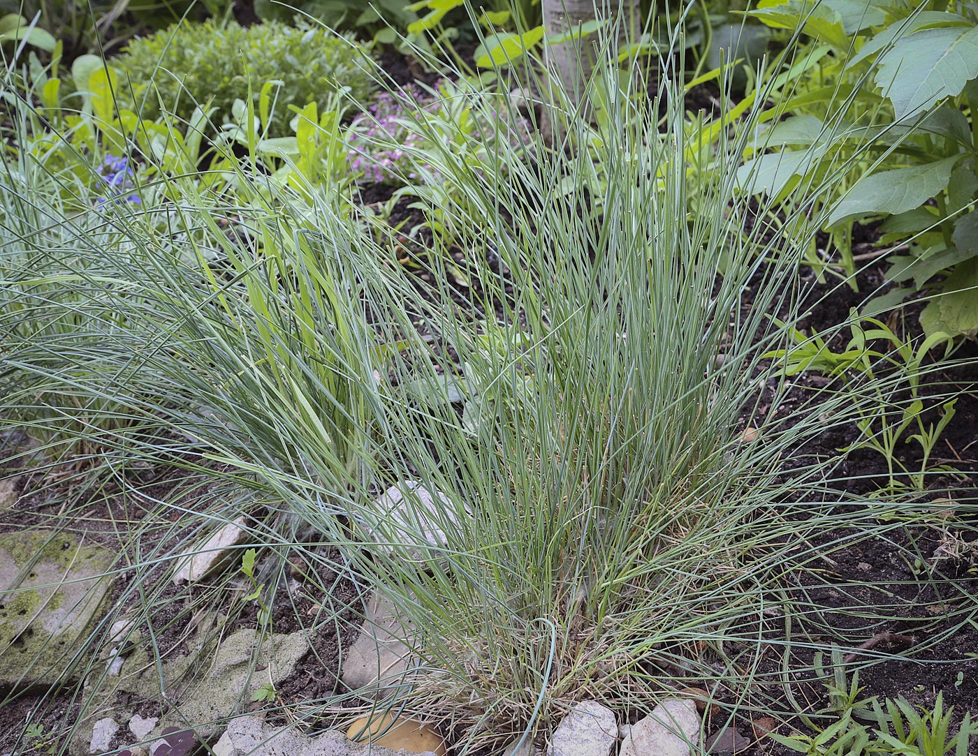 Изображение особи род Festuca.