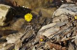 Tussilago farfara