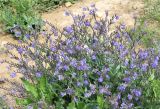 Anchusa azurea