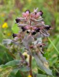 Nonea rossica