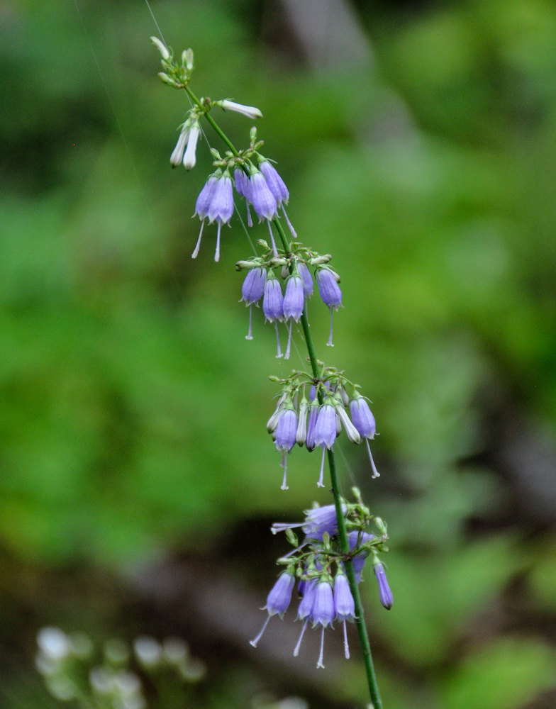 Image of Adenophora verticillata specimen.