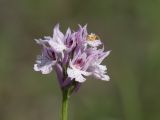 Neotinea tridentata. Соцветие с поджидающим добычу пауком Thomisus onustus. Краснодарский край, Крымский р-н, окр. станицы Неберджаевская, ур. Темрючки, заброшенный мергелевый карьер, на отвале грунта. 05.05.2023.