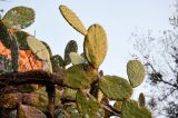 Opuntia ficus-indica