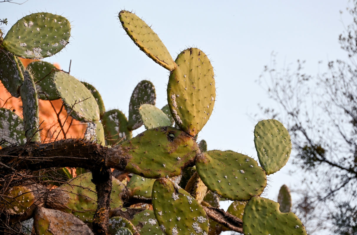 Изображение особи Opuntia ficus-indica.