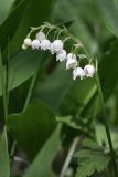 Convallaria majalis. Верхушка побега с соцветием. Карельский перешеек, окр. Сертолово. 05.06.2021.