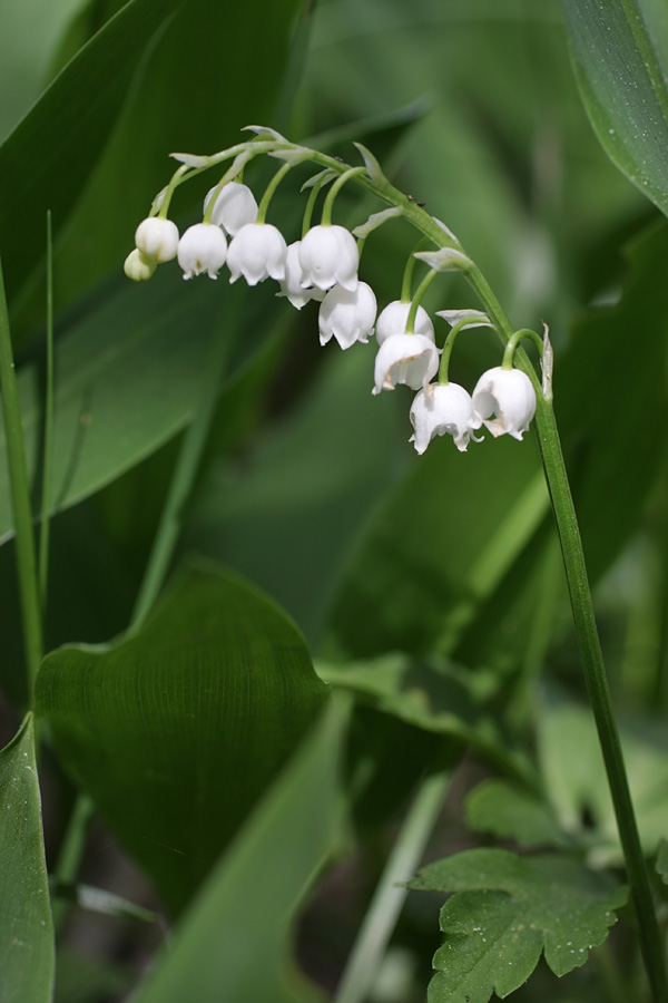 Изображение особи Convallaria majalis.