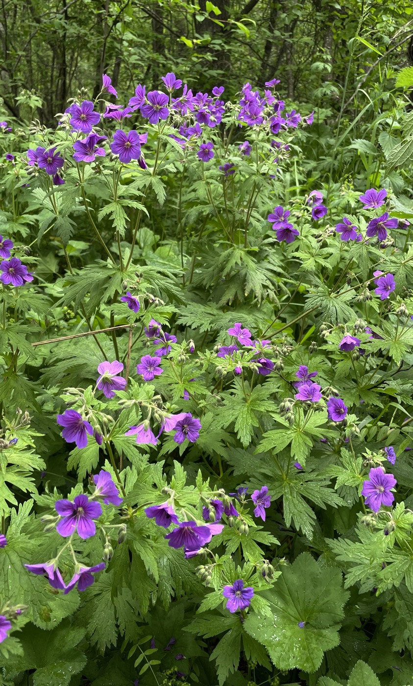 Image of genus Geranium specimen.