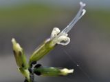 Silene foliosa. Цветок. Приморье, Хасанский р-н, окр. Славянского гор. пос., юго-восточная сторона полуострова, бровка скального обрыва. 12.07.2023.