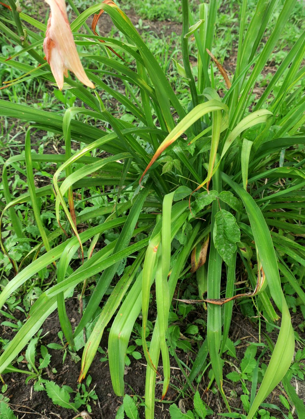 Изображение особи Hemerocallis &times; hybrida.