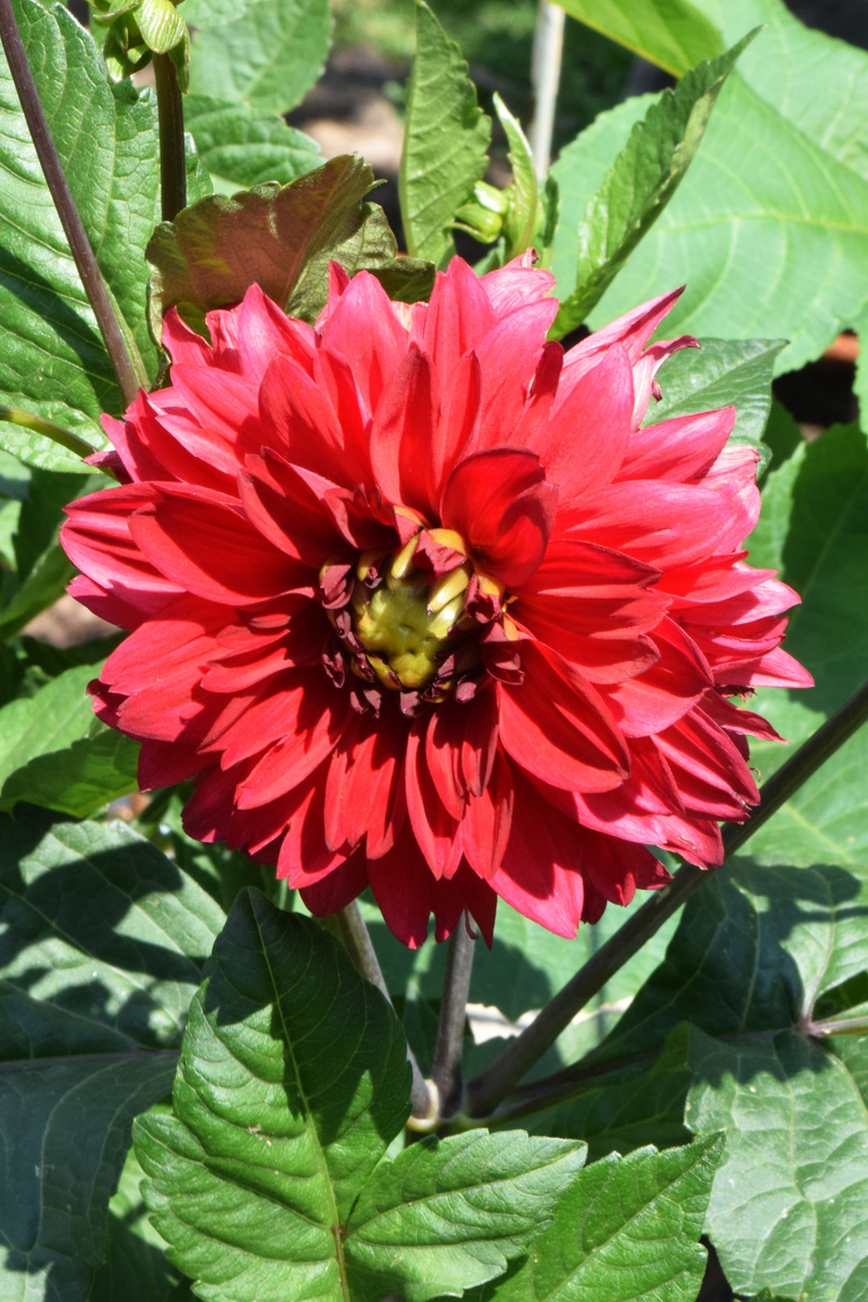 Изображение особи Dahlia × cultorum.