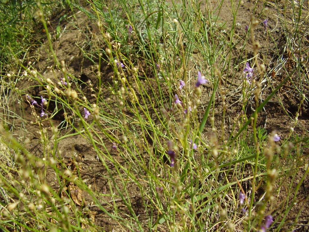 Изображение особи Linaria volgensis.