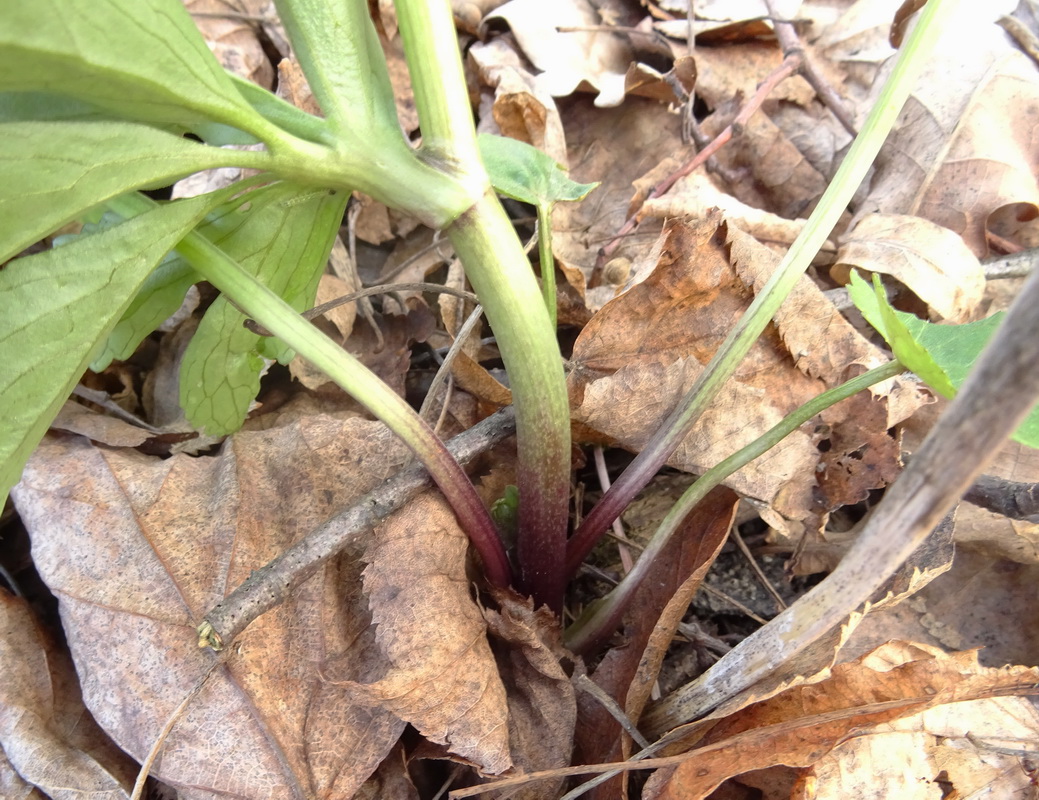 Image of Anemone ranunculoides specimen.