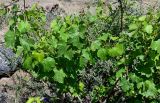 Vitis vinifera. Вегетирующее растение в сообществе с Hippophae rhamnoides. Армения, обл. Арагацотн, окр. с. Агарак, ≈ 1000 м н.у.м., каменистый склон. 20.06.2022.