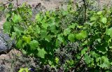 Vitis vinifera. Вегетирующее растение в сообществе с Hippophae rhamnoides. Армения, обл. Арагацотн, окр. с. Агарак, ≈ 1000 м н.у.м., каменистый склон. 20.06.2022.