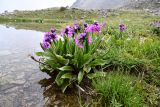 Primula turkestanica