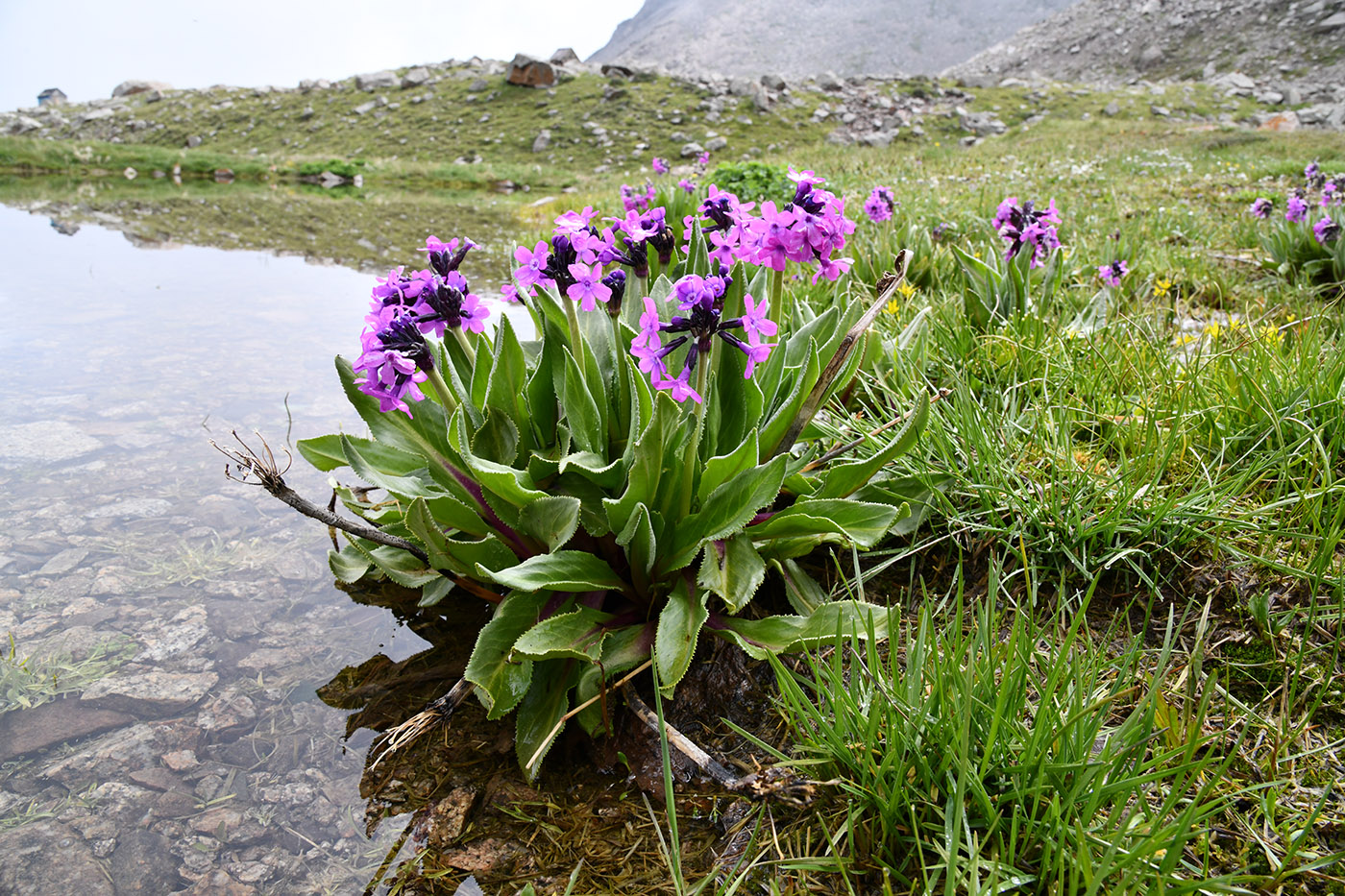 Изображение особи Primula turkestanica.