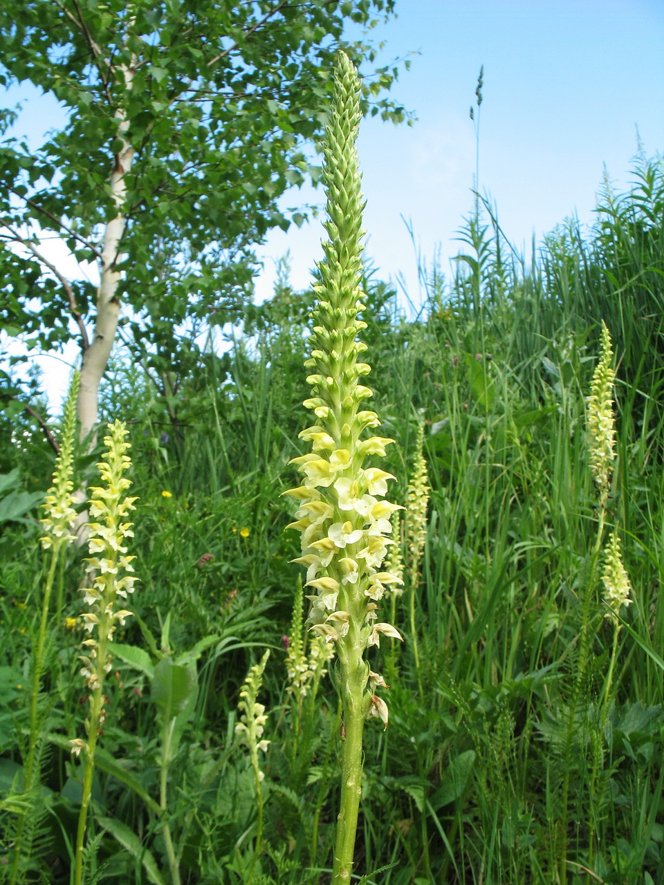 Изображение особи Pedicularis proboscidea.