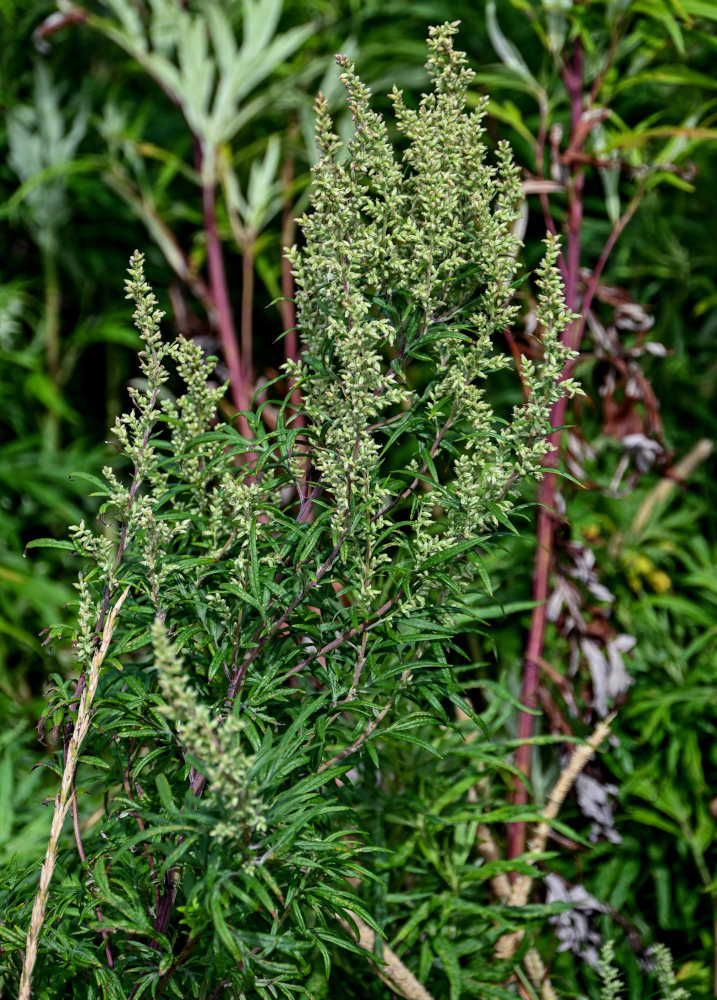 Изображение особи Artemisia montana.