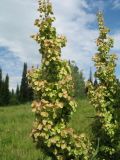 Rumex subspecies orientalis