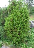 Juniperus communis. Взрослое растение. Кольский п-ов, берег р. Умба. 05.08.2008.