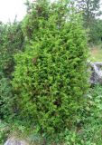 Juniperus communis. Взрослое растение. Кольский п-ов, берег р. Умба. 05.08.2008.