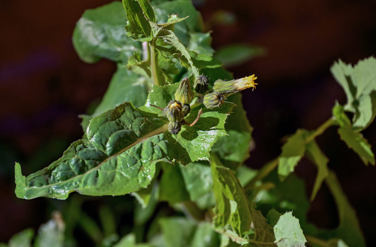Image of Sonchus oleraceus specimen.