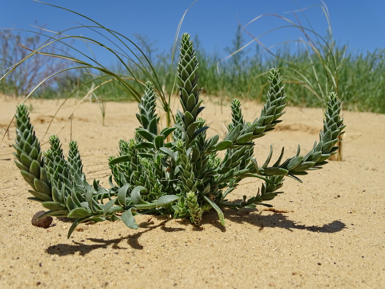 Image of Corispermum lehmannianum specimen.