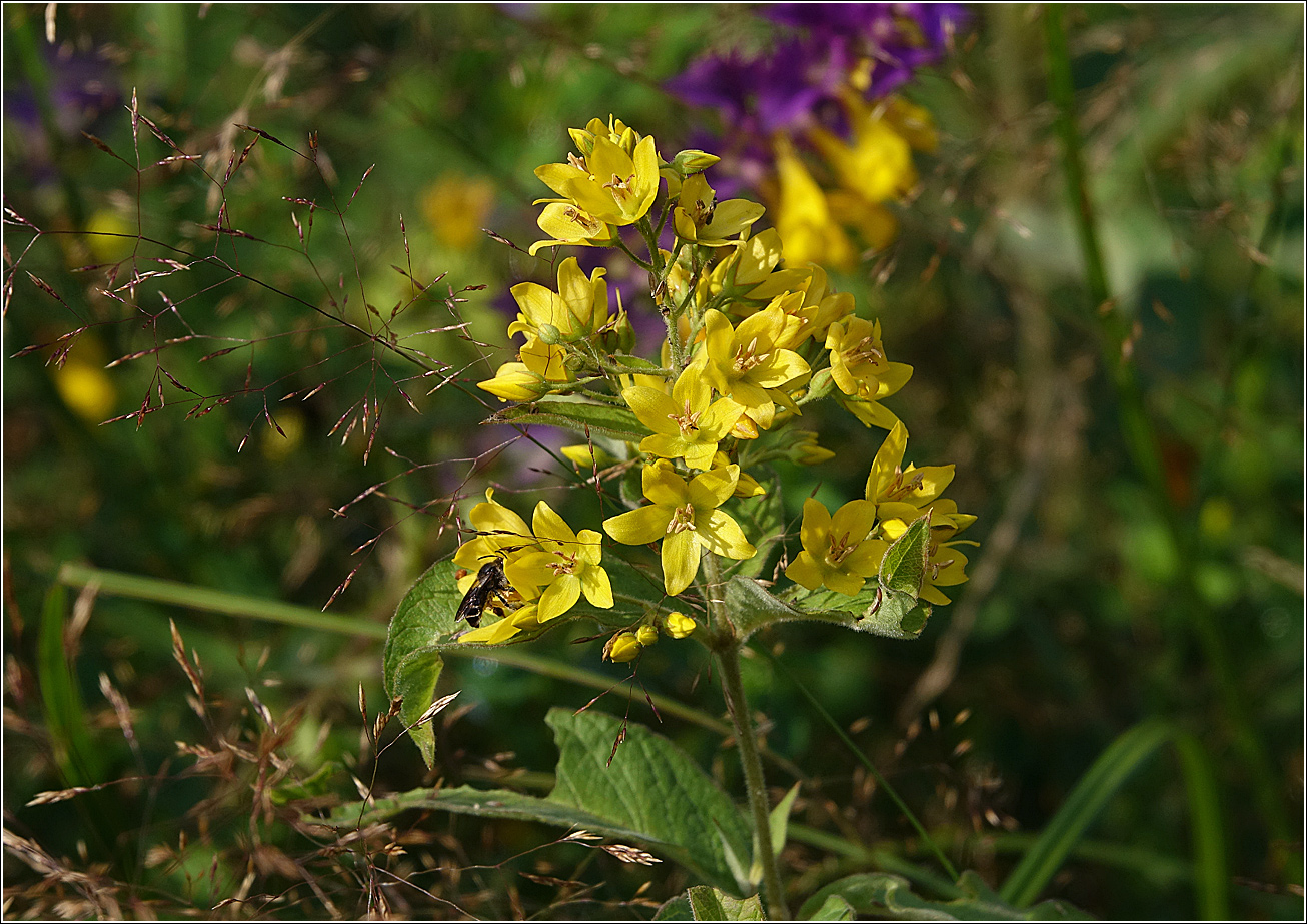 Изображение особи Lysimachia vulgaris.