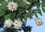 Staphylea pinnata