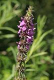 Stachys palustris. Соцветие с цветками и незрелыми плодами. Новгородская обл., Новгородский р-н, дер. Юрьево, окр. музея «Витославлицы», берег. оз. Мячино под откосом дорожной насыпи, травяной ивняк. 24.07.2023.