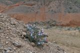 Arnebia obovata. Цветущее растение. Таджикистан, Согдийская обл., Исфара, пестроцветы. 1 мая 2023 г.