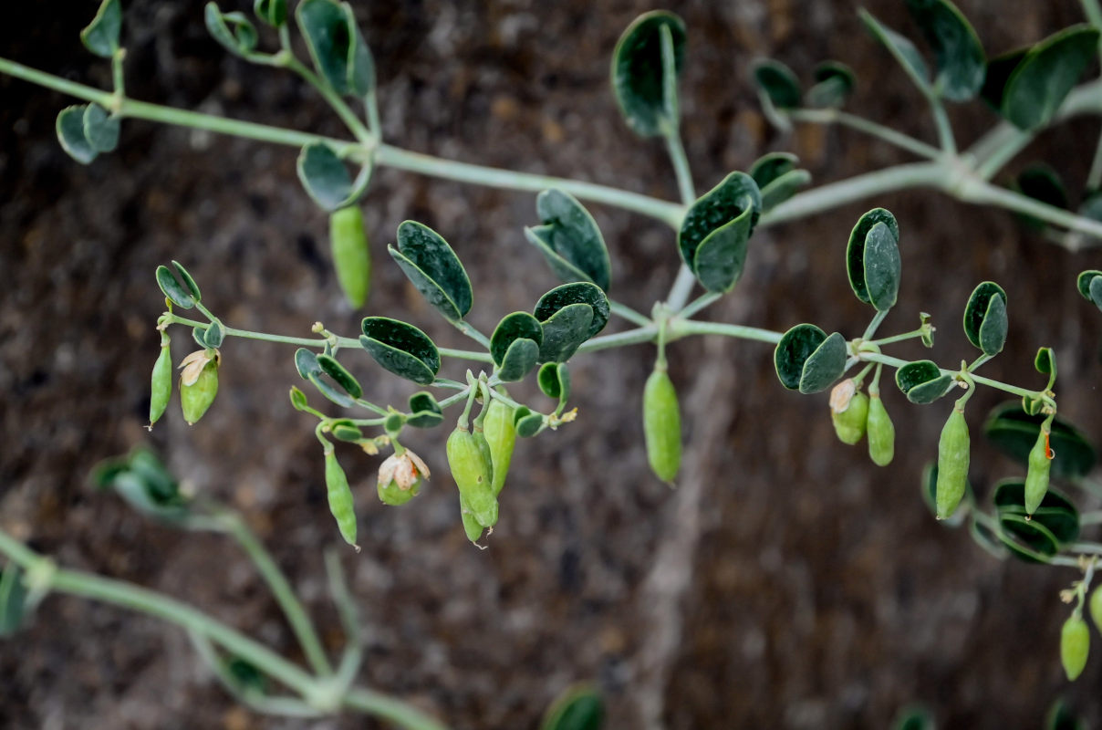 Image of Zygophyllum fabago specimen.