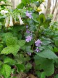 Glechoma hederacea