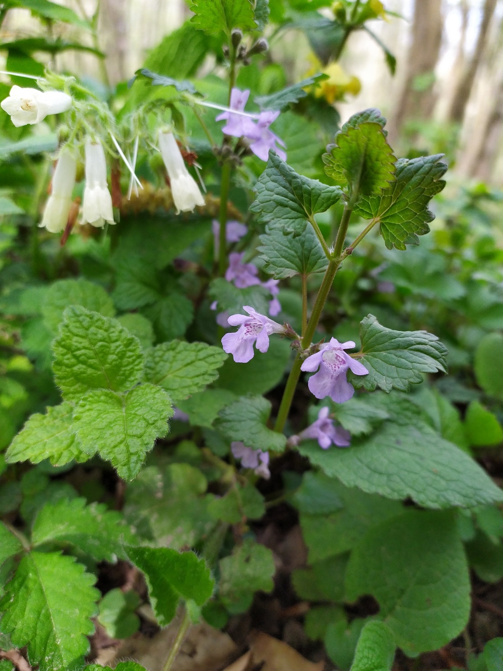 Изображение особи Glechoma hederacea.