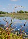 Persicaria hydropiper. Верхушка плодоносящей веточки. Башкортостан, Хайбуллинский р-н, с. Акъяр, долина р. Таналык, у воды. 4 сентября 2023 г.