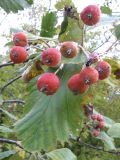 Sorbus tauricola. Ветвь с плодами. Южный Берег Крыма, гора Аю-Даг. 13 октября 2008 г.