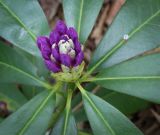 Rhododendron ponticum. Соцветие в бутонах. Абхазия, Гудаутский р-н, Мюссерский лесной массив, долина р. Риапши, широколиственный лес. 12.04.2024.