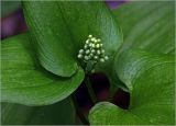 Maianthemum bifolium. Бутонизирующее соцветие и листья. Московская обл., Раменский р-н, окр. ж.-д. платформы Хрипань, смешанный лес у ЛЭП. 07.05.2024.