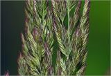 Calamagrostis epigeios