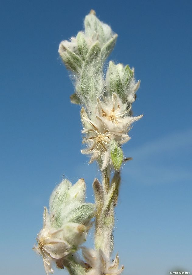 Image of Filago arvensis specimen.